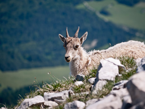 capra-ibex, cabri