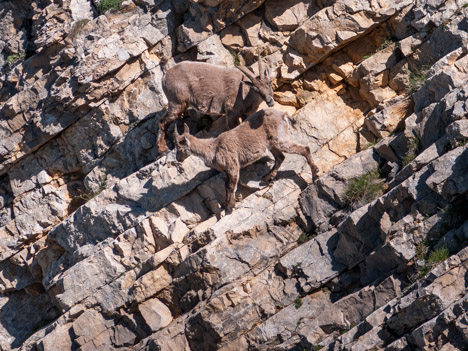 capra-ibex, étagne et son cabri