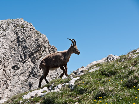 capra-ibex, étagne solitaire