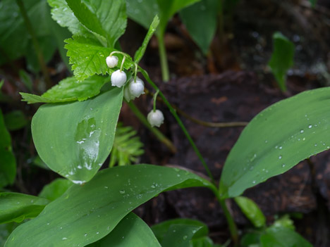 Muguet, Convallaria majalis