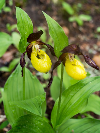 Sabot de vénus, Cypripedium calceolus