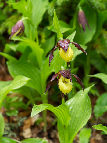 Sabot de vénus, Cypripedium calceolus