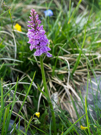 Dactylorhiza de Fuchs, 