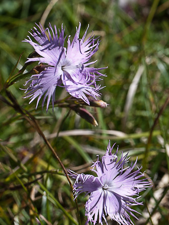 Œillets de Montpelier, Dianthus hyssopifolius