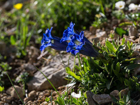 Gentianes à feuilles étroites, Gentiana augustifolia