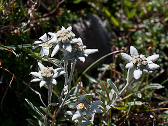 Edelweiss – Leontopodium alpinum Cassin, de la famille des Astéracées