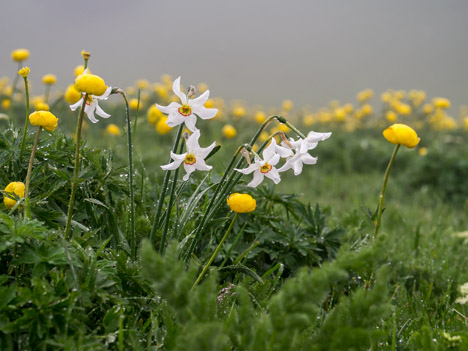 Narcisse des poètes, Narcissus poeticus