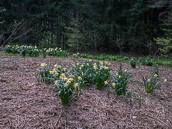 Jonquilles