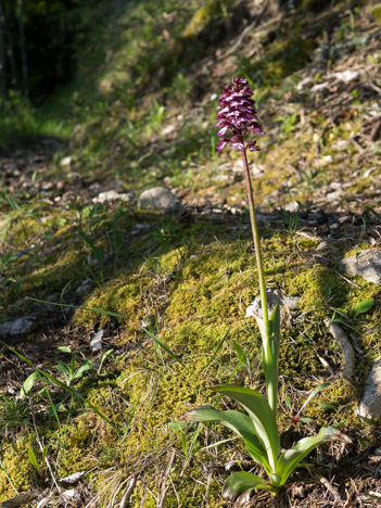 Orchis pourpre, Orchis purpurea