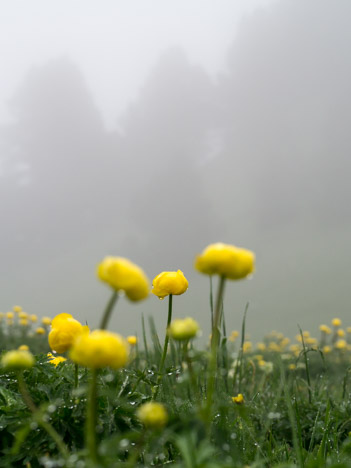 Trolle d'Europe, Trollius europaeus