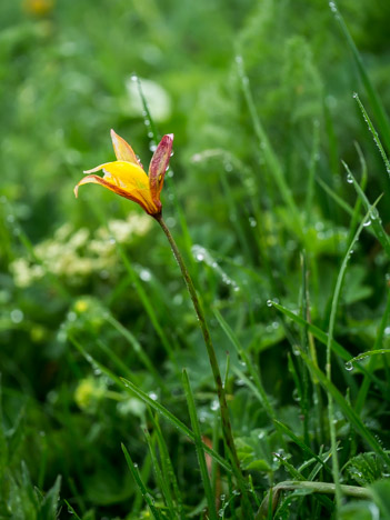 Tulipe méridionale ou australe, Tulipa australis