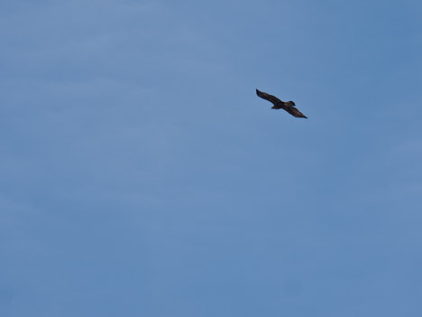 Vol plané d'un Vautour fauve