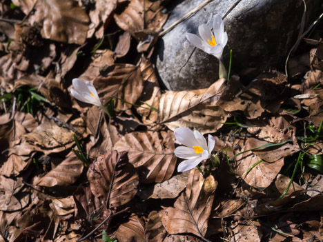 Crocus vernus, Safran du Printemps