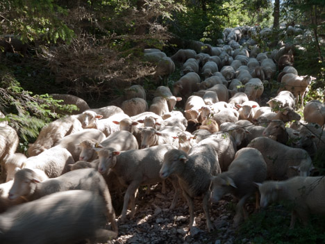 Troupeau de moutons sous la cabane de Carrette