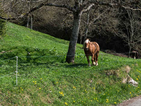 Cheval Comtois