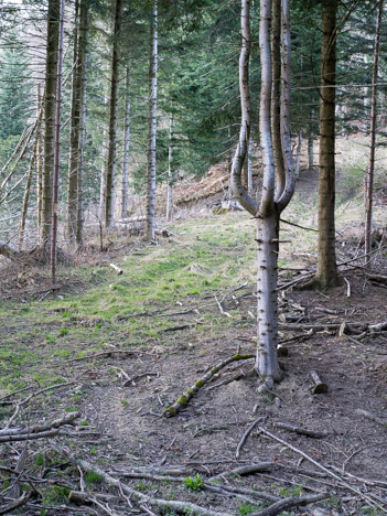 Sapin-chandelier sous les Rochers du Paillet