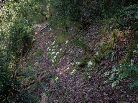 Primevères au bord du sentier