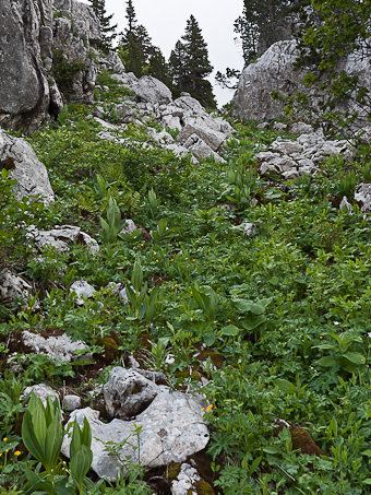 Talweg de la grande ruine