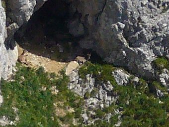 Chamois couchés devant une grotte