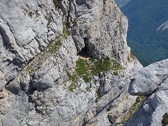 Chamois devant une grotte en rive gauche du Grand couloir