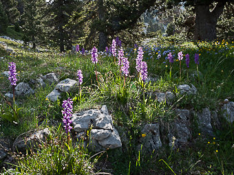 Orchidées, Orchis de Lange