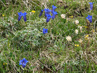 Gentiana angustifolia Vill