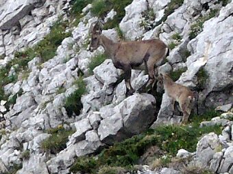 Chamois, chèvre suitée et son cabri