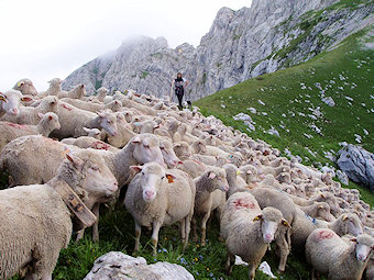 Troupeau de moutons