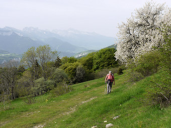 Le cerisier du Plateau de Sornin