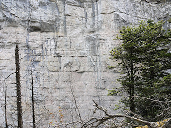 Falaise calcaire en rive droite de la Draye des Communaux