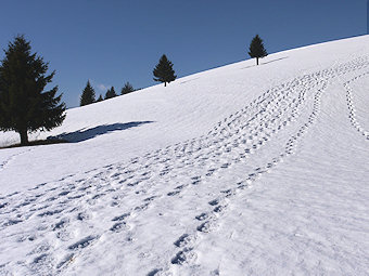 Traces sur la neige