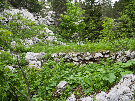 Plate-forme charbonnière, Combe Morta