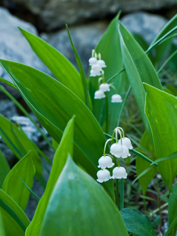 Muguet du 7 juillet à la Fontaine Gravianelle