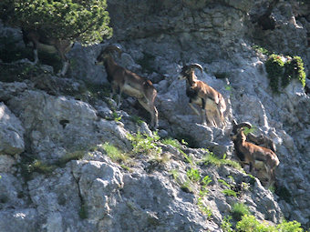 Mouflons méditerranéens