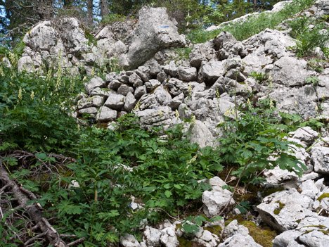 Muret en remblai sur le chemin du Purgatoire