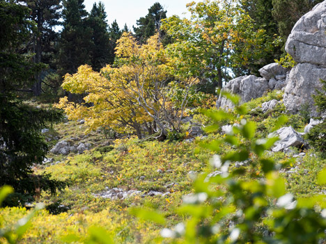 Premières couleurs d'automne