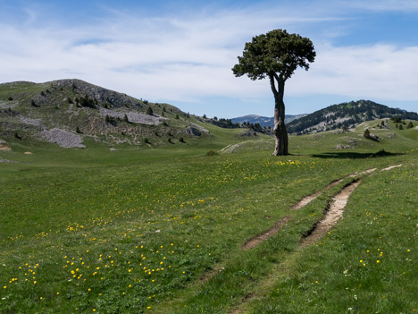 Arbre taillé de la plaine de la Queyrie