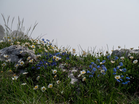 Flore variée sur les crêtes