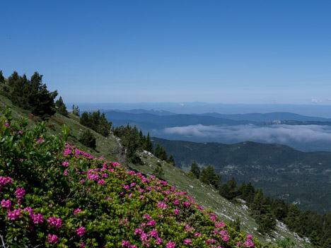 Rhododendron ferrugineux