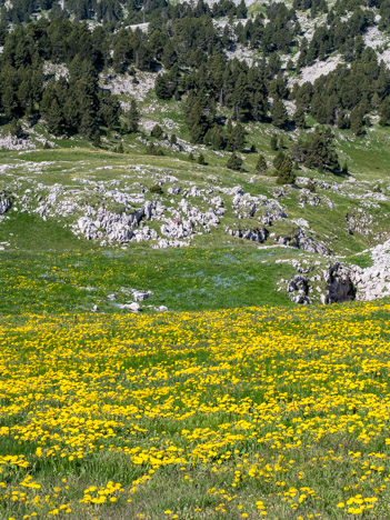 Fleurs de Pissenlits sur les Rochers du Parquet