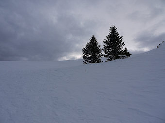 Sapins au Col de l'Arc