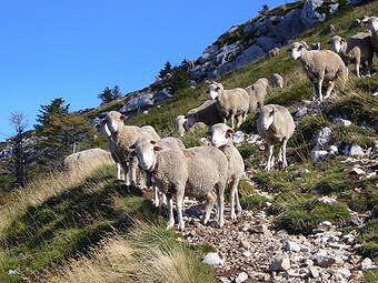 Moutons sous le Pic Saint-Michel