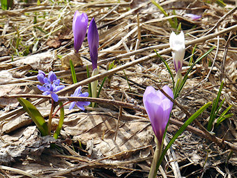 Crocus et Scilles à deux feuilles