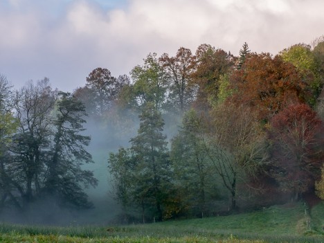 Brouillard d'automne