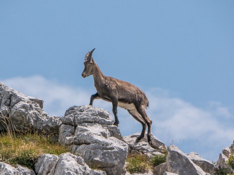 Bouquetin, jeune étagne de profil