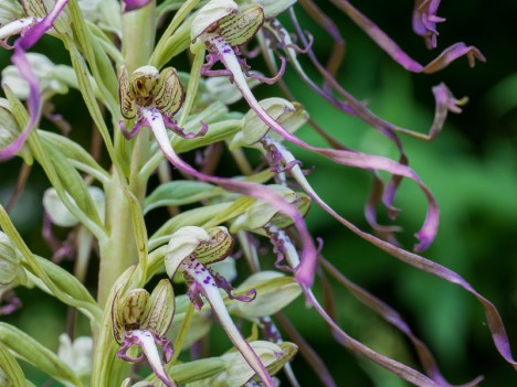 Orchis bouc du Trièves