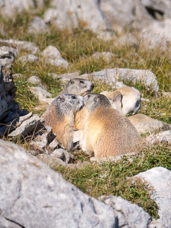 Bisous de marmotte