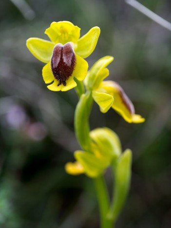 Ophrys jaune