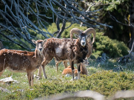 Mouflons méditerranéens, bélier et brebis