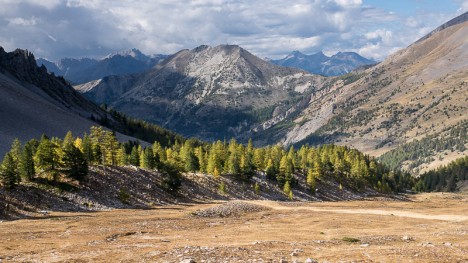 Les mélèzes du Vallon Albert